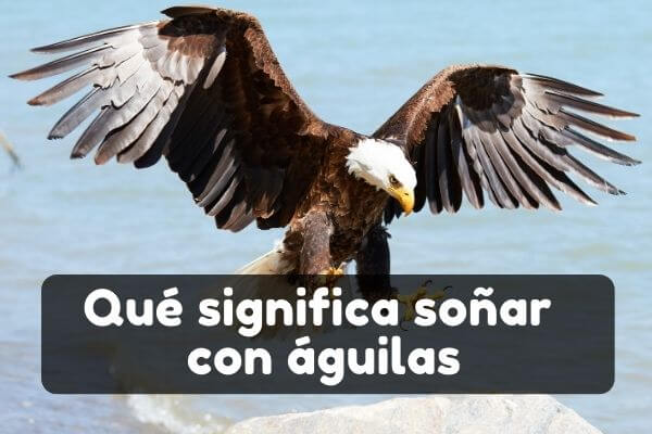 Soñar con águilas | Significado de soñar con un águila blanca |